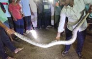 हिवरा येथे घरात आढळला अजगर; सर्पमित्रांच्या प्रयत्नांनी सुखरूप पकडला.