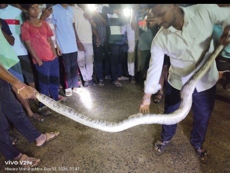 हिवरा येथे घरात आढळला अजगर; सर्पमित्रांच्या प्रयत्नांनी सुखरूप पकडला.