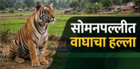 शेतातून घराकडे परतताना वाघाचा झडप घालून हल्ला..!